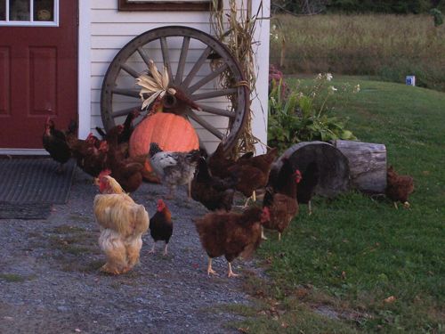 chickens in a restaurant yard