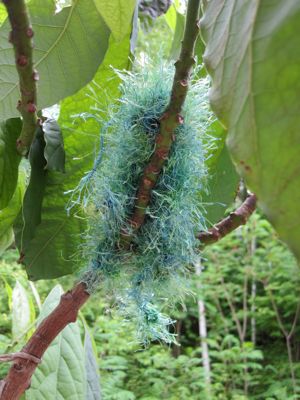 fuzzy guy in  tree