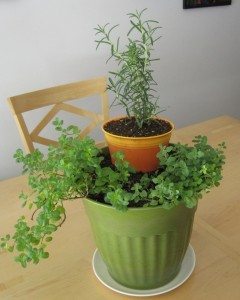 rosemary towers above spearmint and oregano