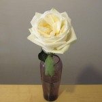 lovely white rose from my hubby