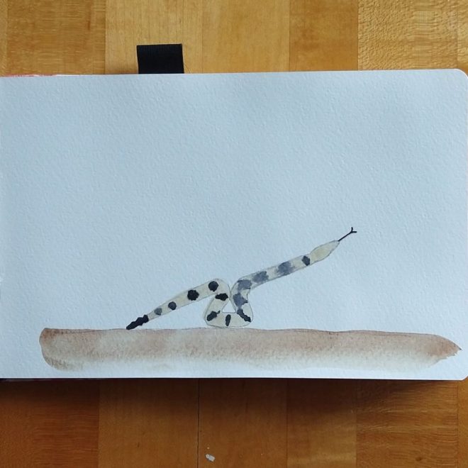 Black and gray rattlesnake bent into the shape of a teeter-totter